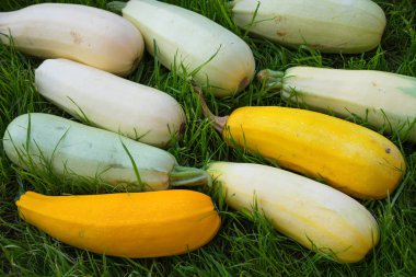 Yeşil ve sarı kabak çim üzerinde