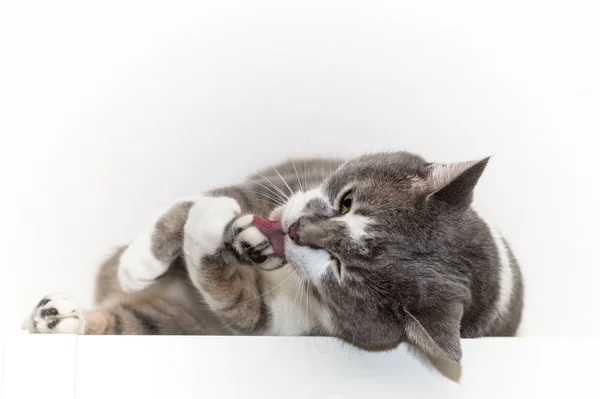 Lambendo Pata Jovem Cinza Com Gato Branco — Fotografia de Stock