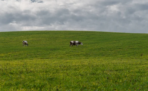 Rinderherde Weidet Auf Einem Hügel Feld — Stockfoto