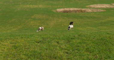 Tepe alanındaki üzerinde otlatma inek sürüsü 