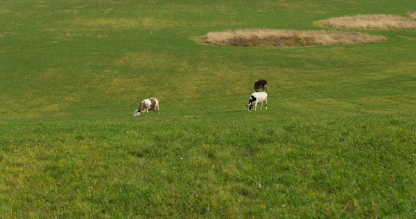 Rinderherde Weidet Auf Einem Hügel Feld — Stockfoto