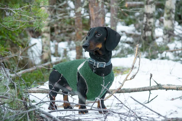 Siyah ve tabaklamak dachshund kazaklı kış orman