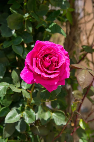 Rote Rose Und Knospe Strauch — Stockfoto