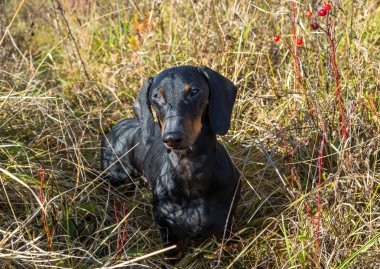 Siyah ve tabaklamak dachshund yaz alanında