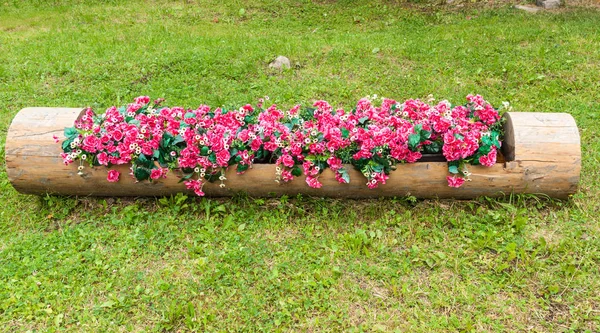 Blumenbeet Aus Roten Begonien Und Weißen Gänseblümchen Ausgehöhltem Baumstamm — Stockfoto