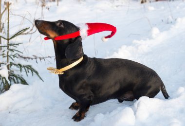 Siyah ve tabaklamak dachshund kazak ve kapağı kırmızı şapka ve kar üzerinde altın yay