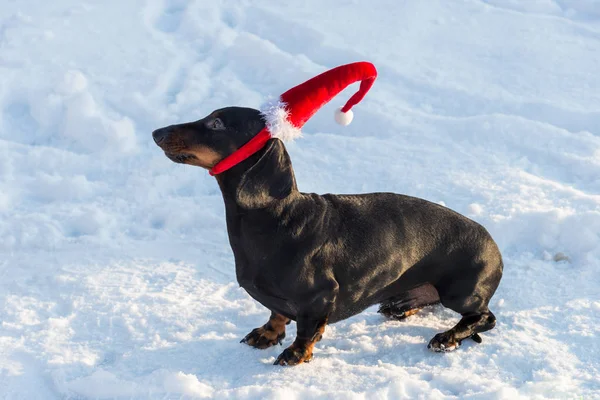 Schwarzbrauner Dackel Pullover Und Mütze Mit Rotem Hut Auf Schnee — Stockfoto