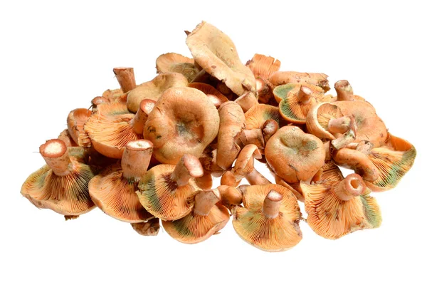 Taze mantar ryzhik (Lactarius) aldı. Lezzetli Tirmit bir turuncu-kırmızı suyu sızar ortak orman mantar olduğunu ne zaman kestireceksin