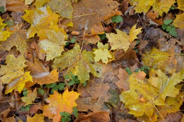 Ormandaki zeminde frost ile sonbahar yaprakları