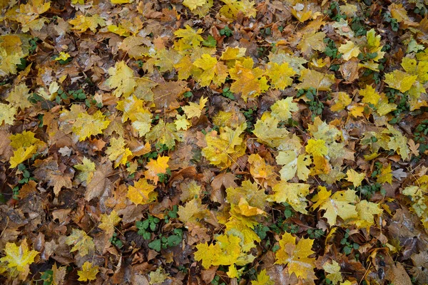 Folhas Outono Com Geada Chão Floresta — Fotografia de Stock