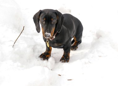 Üç aylık köpek yavrusu siyah ve tabaklamak dachshund karda 