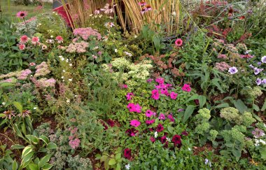 Çok renkli Petunya çiçek, hosta, bahçedeki ve flowerbed üzerinde çok yıllık bitkiler 