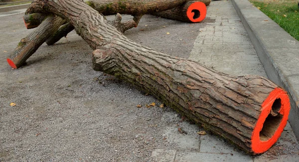 Baumstämme Mit Roter Farbe Auf Gehweg Geschnitten — Stockfoto