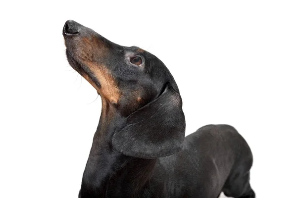 Retrato Dachshund Liso Negro Marrón Sobre Fondo Blanco —  Fotos de Stock