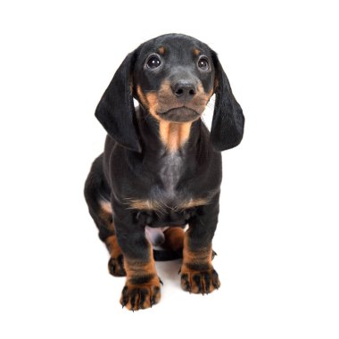 İki aylık düz siyah ve tabaklamak dachshund kukla beyaz arka plan üzerinde
