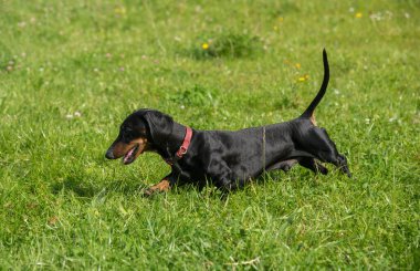 Siyah ve tan dachshund yaz aylarında çim çayır çalışır