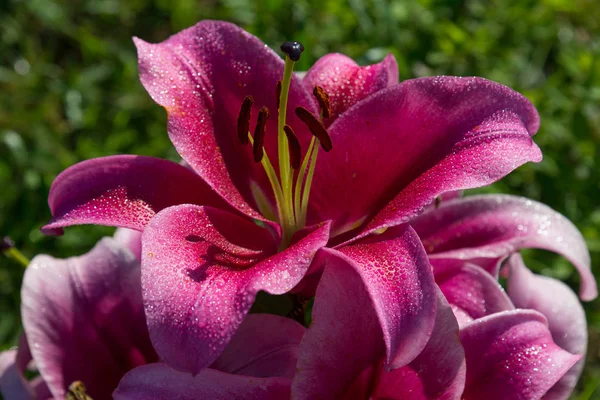 Lírio Vermelho Borgonha Com Gotas Orvalho Crescendo Jardim — Fotografia de Stock