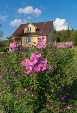 Yaz bahçesinde sarı ahşap evin arka planına karşı pembe asters Çalılar