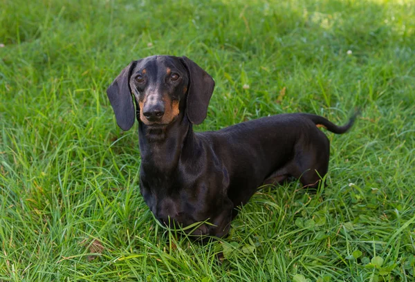Siyah ve tan dachshund yaz aylarında çimenli çayır üzerinde