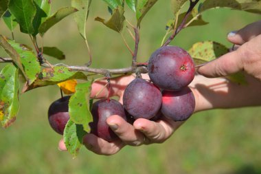 Bahçede hasat olgun bordo Kerr çin elma