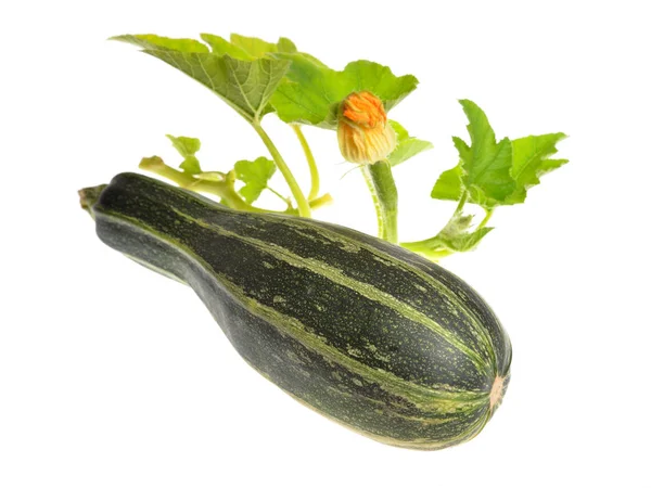 Green Zucchini Leaves Flower — Stock Photo, Image