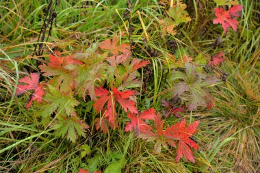 Sonbaharda sardunya otlağının kırmızı yaprakları (Geranium pratense)