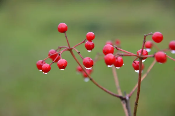 Jagody Viburnum Kroplami Wody Gałęziach — Zdjęcie stockowe