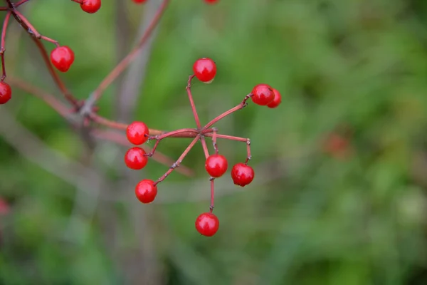 Jagody Viburnum Kroplami Wody Gałęziach — Zdjęcie stockowe