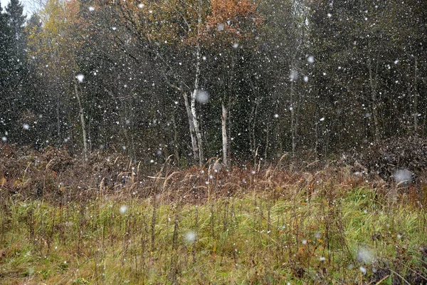 Eerste Vallende Sneeuw Herfst Bos Achtergrond — Stockfoto