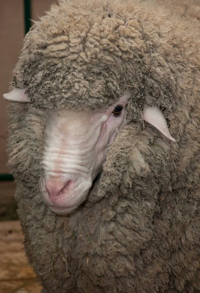 Head Merino Woolly Breed Sheep Paddock Farm — Stock Photo, Image