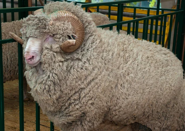 Merino Vlněné Plemeno Ovcí Ohradě Farmě — Stock fotografie