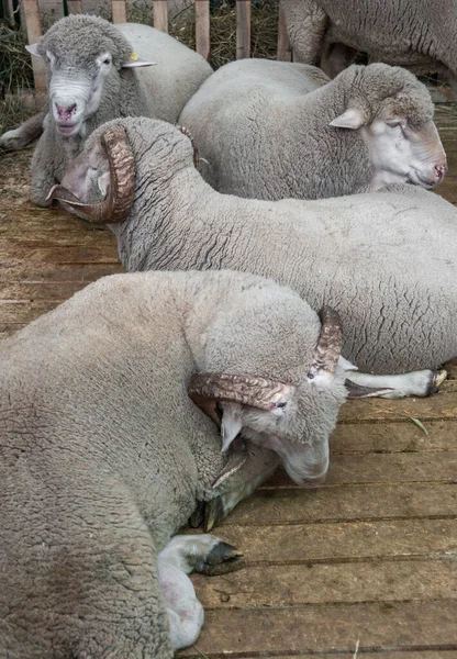 Moutons Semi Fins Couronnés Dans Paddock Ferme — Photo