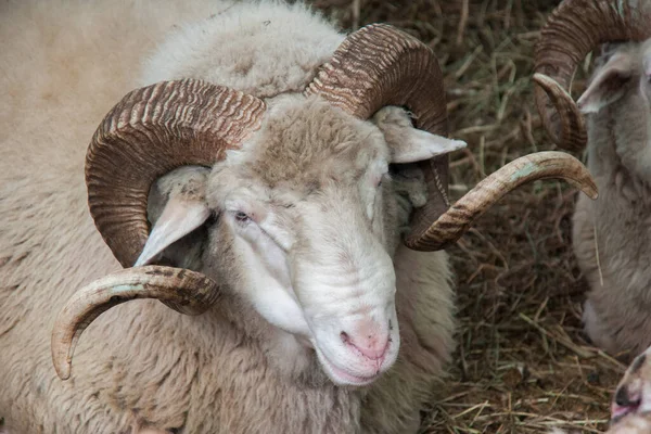 Moutons Toison Fine Dans Enclos Ferme — Photo