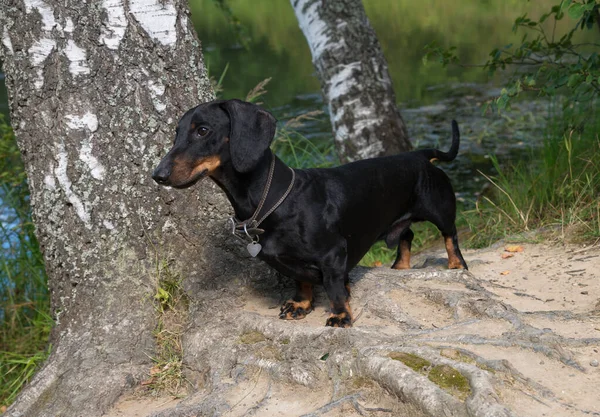 Black Tan Dachshund Birch Lake Summer — Stock Photo, Image