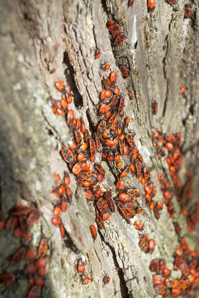 Группа Красных Черных Жуков Огнеупорная Pythhocoris Apterus Коре Деревьев — стоковое фото