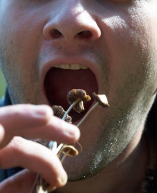 Adam Psilocybe semilanceata yemek istiyor. StroPhariaceae ailesinin mantar türüdür. Psikoaktif maddelere, halüsinojenik mantarlara sahiptir.