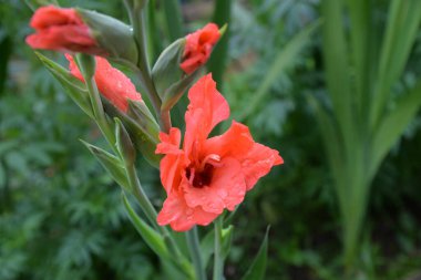 Yaz çiçekliğinde pembe gladiolus.