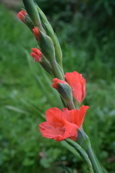 Gladiolus Rosa Canteiro Flores Verão — Fotografia de Stock