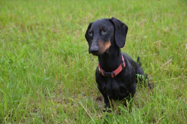 Güneşli bir günde çayırda siyah ve bronz dachshund.