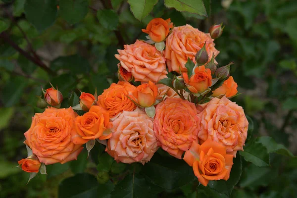 Blüten Und Knospen Von Rosa Rosen Garten — Stockfoto