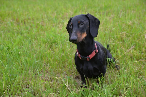 Salchicha Negra Bronceada Prado Día Soleado — Foto de Stock