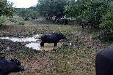 Bizon ulusal parkta. Ulusal Yala Parkı.
