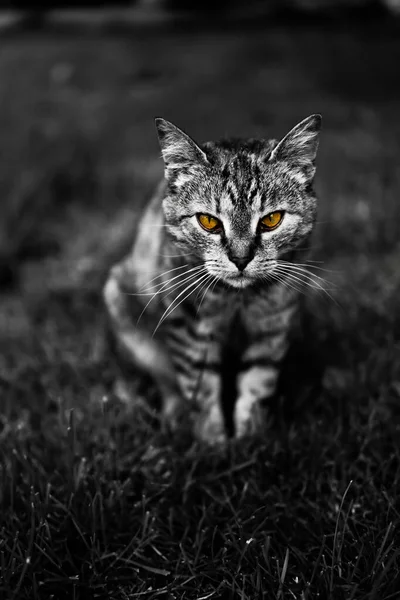 Gato Mirando Objeto Vista Del Cazador — Foto de Stock