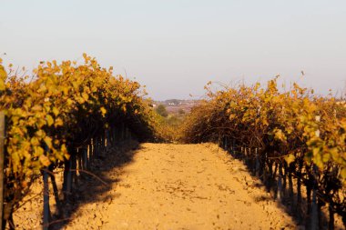 DO Penedes, Katalonya 'da üzüm bağı tarlası. İspanya