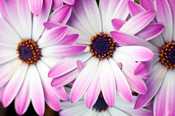 Gros Plan Une Fleur Marguerite — Photo