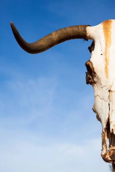 Cow Skull Post — Stock Photo, Image