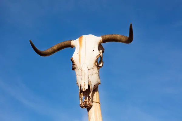 Crâne Vache Sur Poteau — Photo