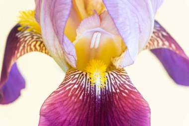 Tek bir iris çiçeğinin makro görüntüsü