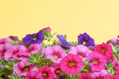 Sarı arka planda bir demet çok renkli petunya çiçeği. Bahar Çiçekleri.