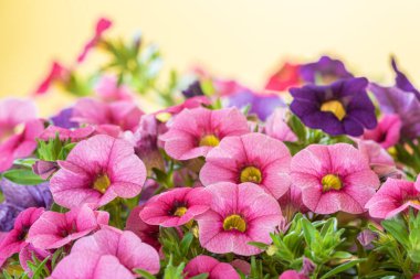 Sarı arka planda bir demet çok renkli petunya çiçeği. Bahar Çiçekleri.